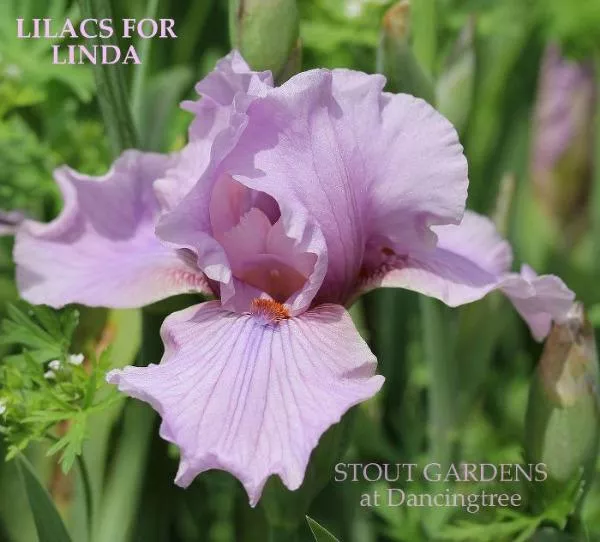 iris-lilacs-linda Iris Lilacs For Linda