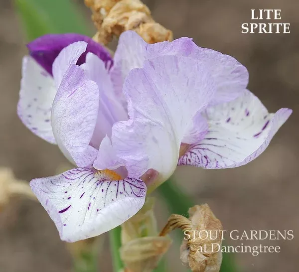 iris-lite-sprite Iris Lite Sprite