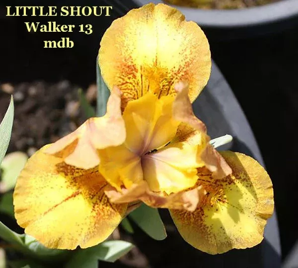 iris-little-shout Iris Little Shout