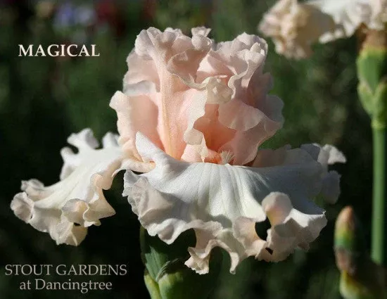 iris-magical Iris Magical