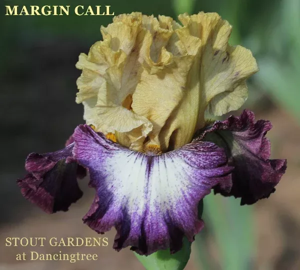 iris-margin-call Iris Margin Call