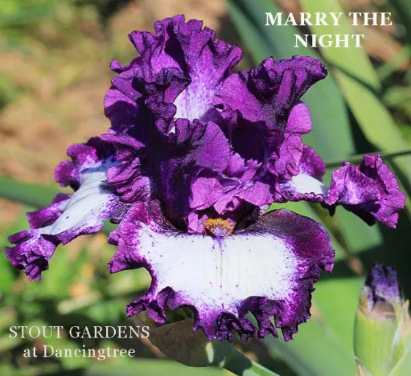 iris-marry-night Iris Marry The Night