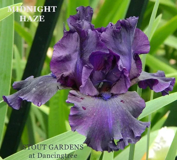 iris-midnight-haze Iris Midnight Haze
