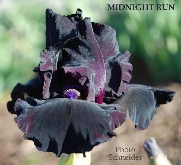 iris-midnight-run Iris Midnight Run