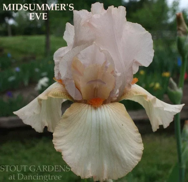 iris-midsummer-s-eve Iris Midsummer's Eve