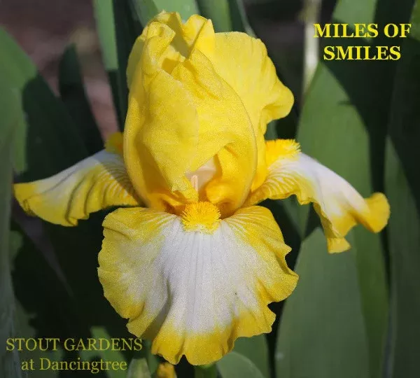 iris-miles-smiles Iris Miles Of Smiles