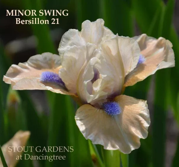 iris-minor-swing Iris Minor Swing
