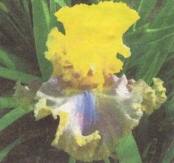 iris-monster-mash Iris Monster Mash