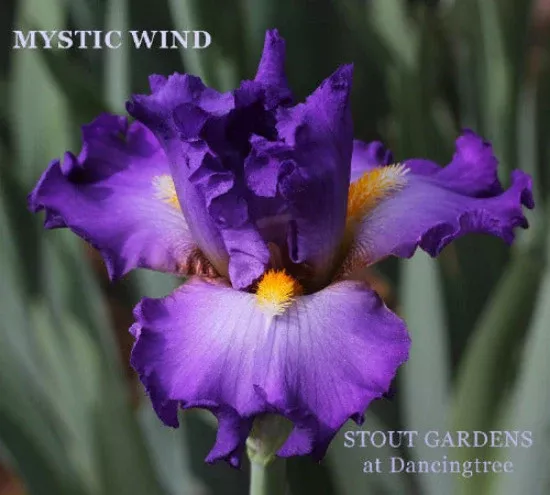 iris-mystic-wind Iris Mystic Wind