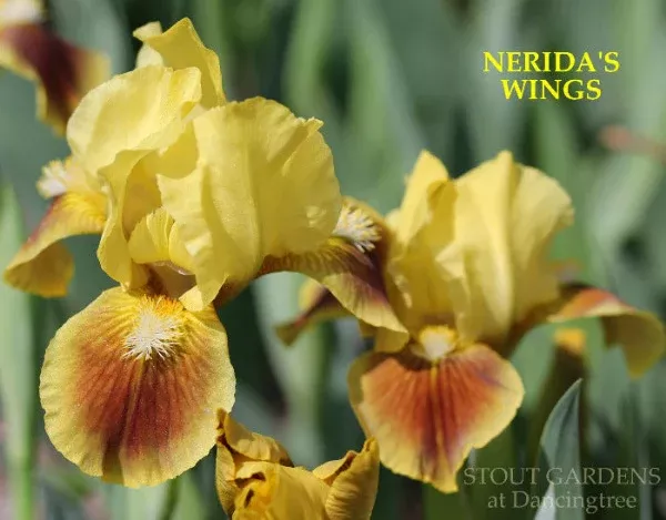iris-nerida-s-wings Iris Nerida's Wings
