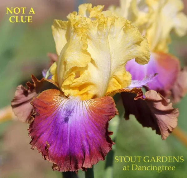iris-not-clue Iris Not A Clue