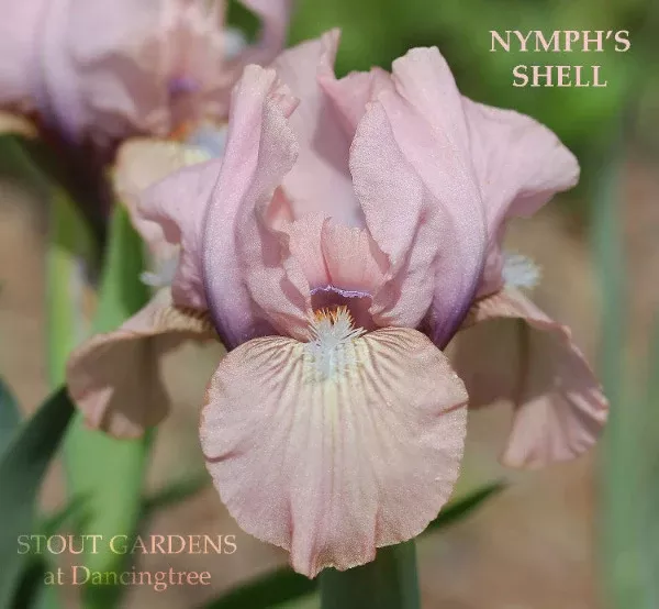 iris-nymph-s-shell Iris Nymph's Shell