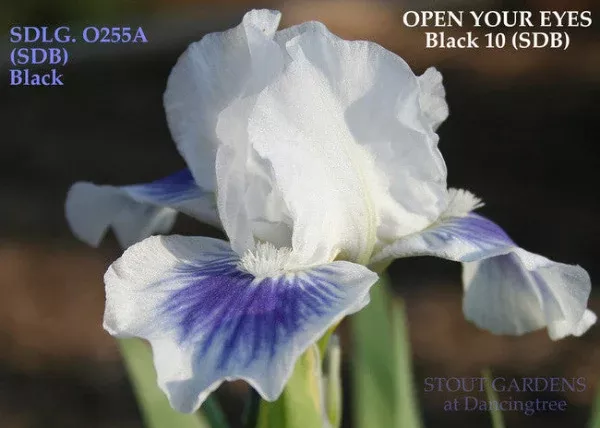 iris-open-your-eyes Iris Open Your Eyes