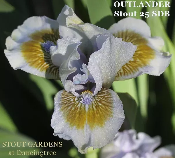 iris-outlander Iris Outlander