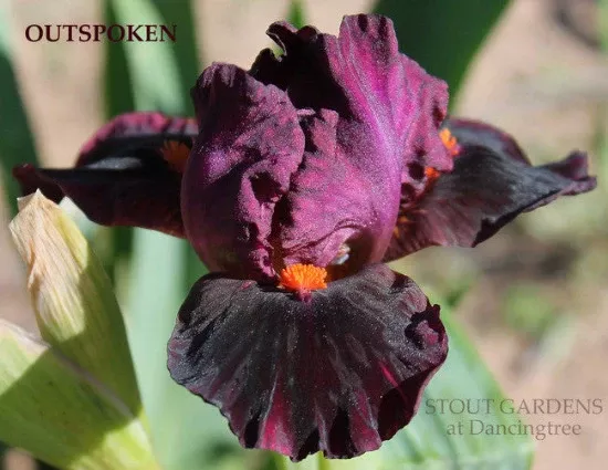 iris-outspoken Iris Outspoken