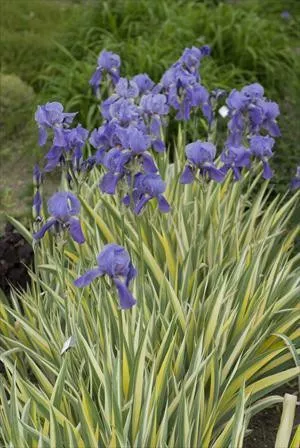 iris-p-variegata-15-ct-flat Iris p. 'Variegata'(15)ct Flat