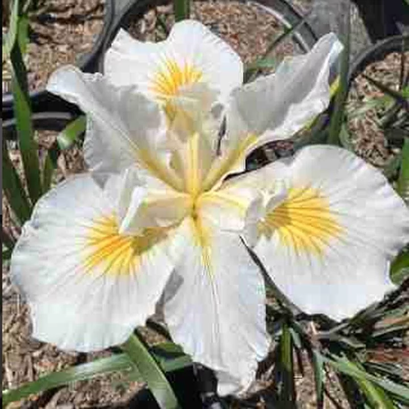 iris-pacific-coast-canyon-snow Iris Pacific Coast 'Canyon Snow'