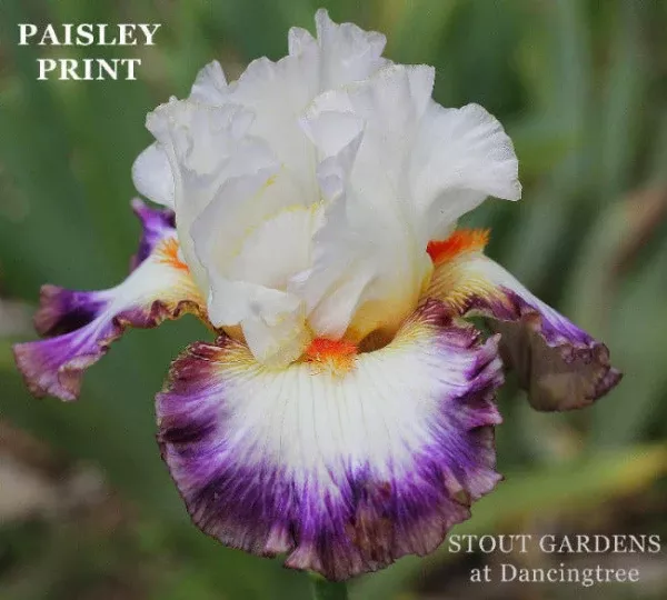 iris-paisley-print Iris Paisley Print
