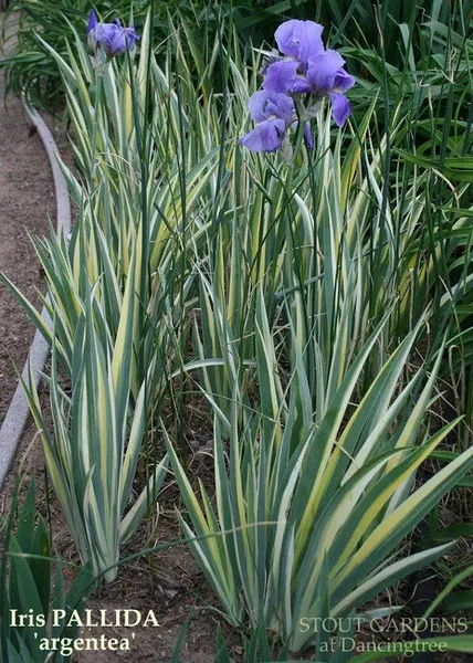 iris-pallida-argentea-variegata-zebra Iris Pallida 'Argentea Variegata' Zebra