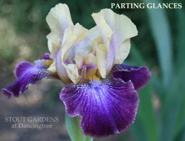 iris-parting-glances Iris Parting Glances