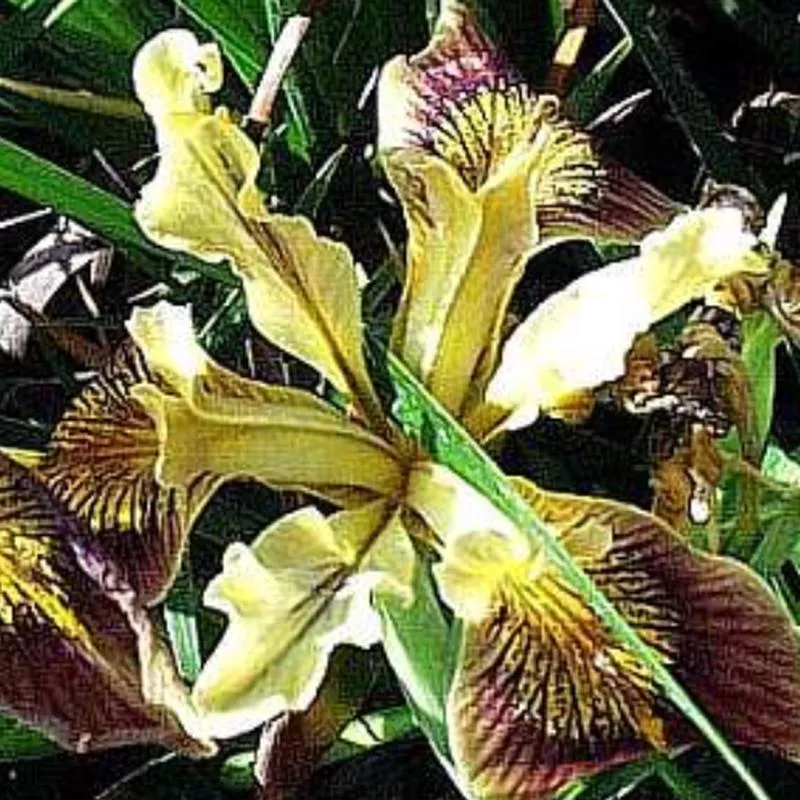 iris-pch-joey Iris PCH 'Joey'