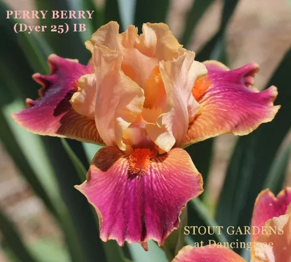 Iris Perry Berry