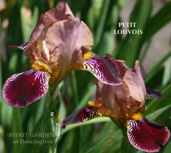 Iris Petit Louvois
