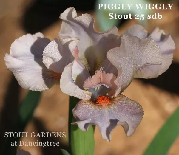 iris-piggly-wiggly Iris Piggly Wiggly