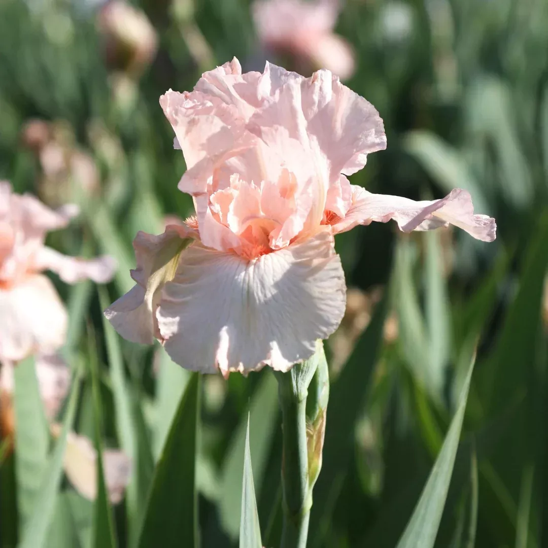 iris-pink-attraction Iris 'Pink Attraction'