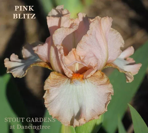 iris-pink-blitz Iris Pink Blitz