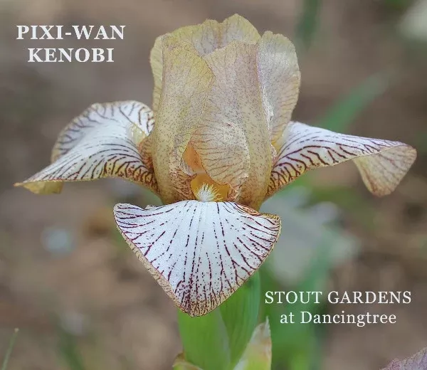 iris-pixi-wan-kenobi Iris Pixi-Wan Kenobi