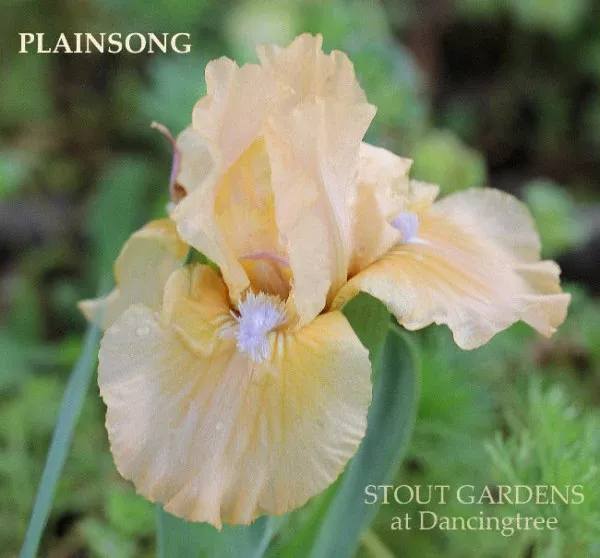iris-plainsong Iris Plainsong