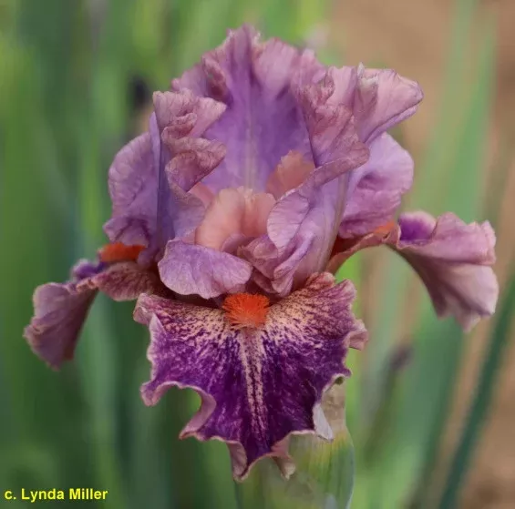 iris-playful-tune Iris Playful Tune