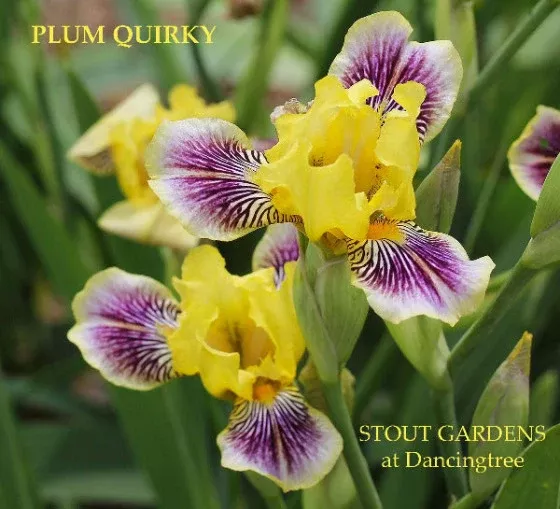 iris-plum-quirky Iris Plum Quirky