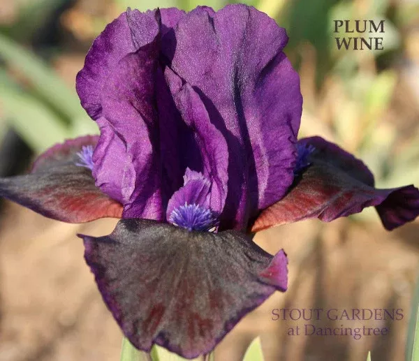 iris-plum-wine Iris Plum Wine