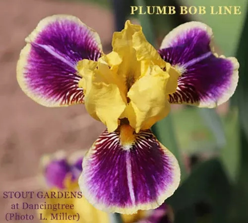 iris-plumb-bob-line Iris Plumb Bob Line