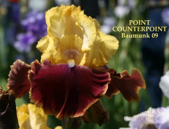 iris-point-counterpoint Iris Point Counterpoint