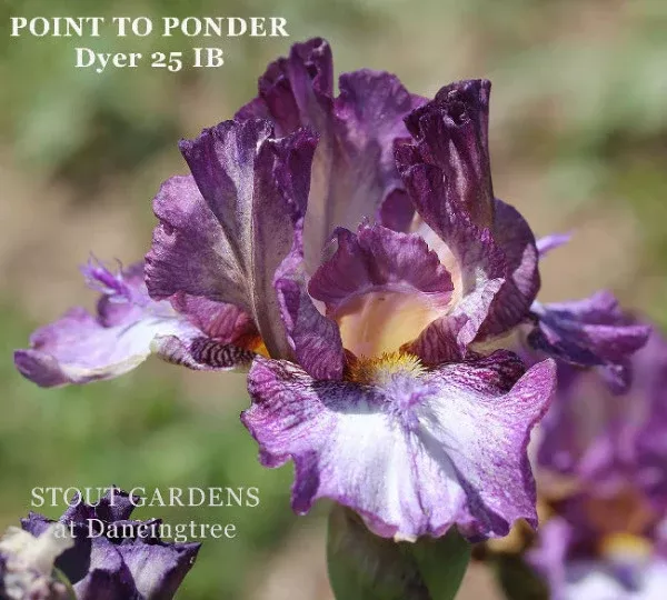 iris-point-to-ponder Iris Point To Ponder