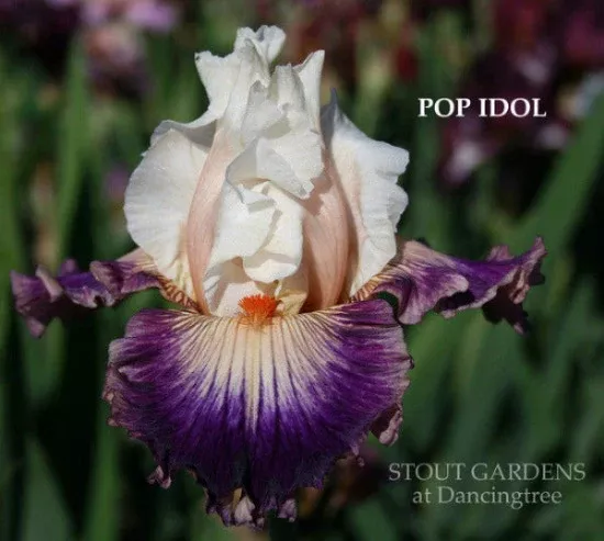 Iris Pop Idol