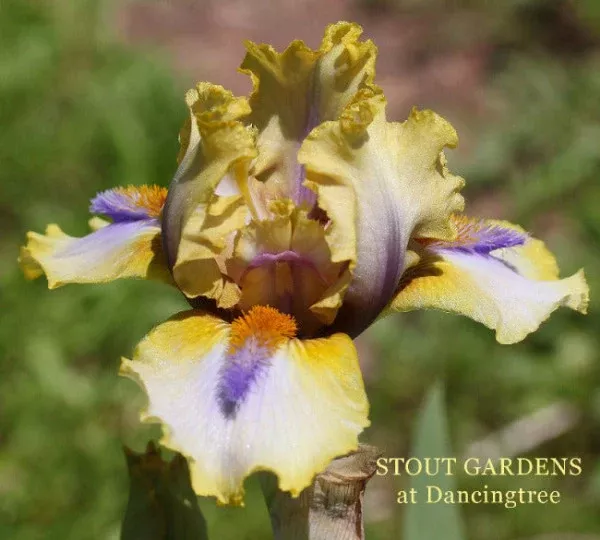 iris-power-ranger Iris Power Ranger
