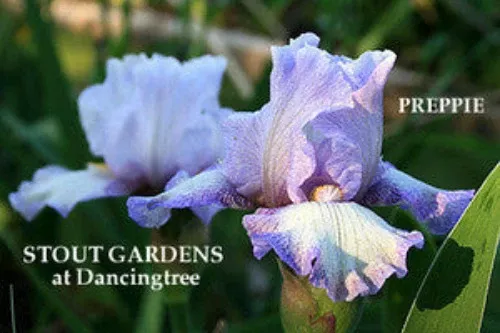 iris-preppy Iris Preppy
