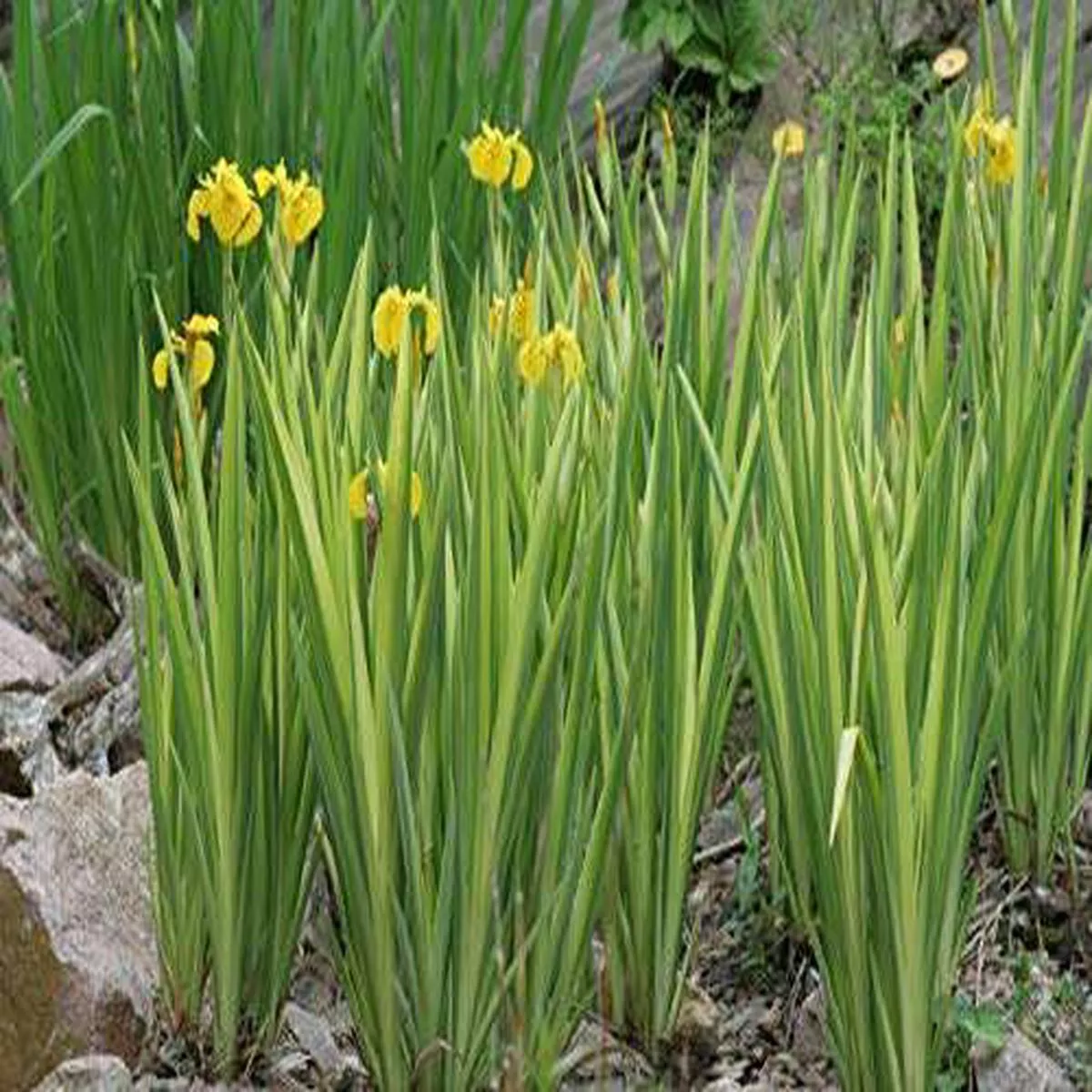 iris-pseudacorus-variegata-variegated-marginal-pond-plants-mp058-1-9cm Iris pseudacorus variegata (Variegated) – Marginal Pond Plants – MP058 – 1 | 9cm