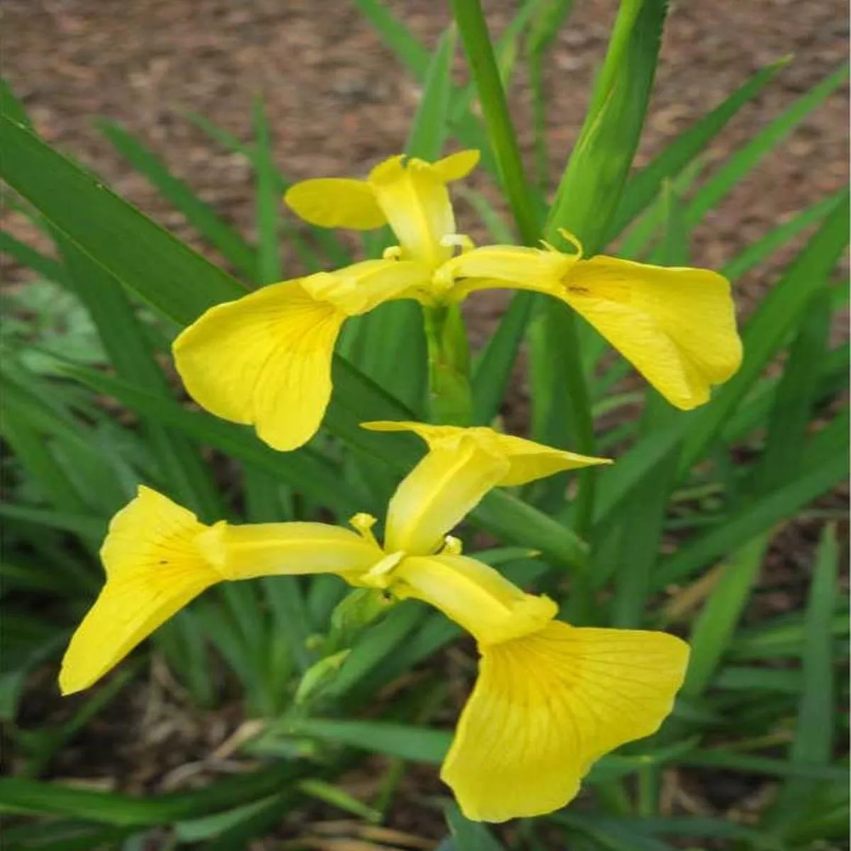 Iris pseudata Kimboshi – Marginal Pond Plants – MP050A – 1 | 9cm