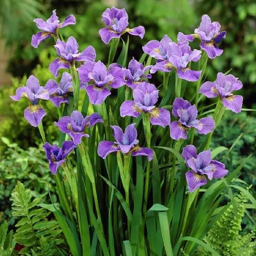 Iris (Purple)