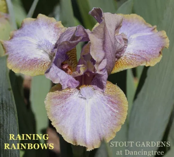 iris-raining-rainbows Iris Raining Rainbows