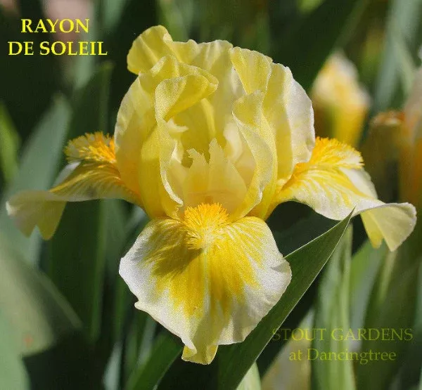 iris-rayon-de-soleil Iris Rayon De Soleil