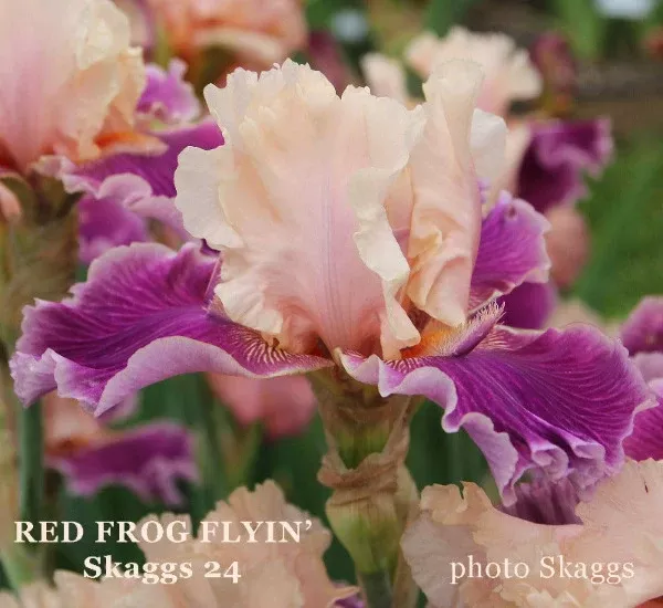 iris-red-frog-flyin Iris Red Frog Flyin'
