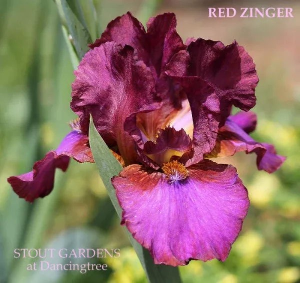 iris-red-zinger Iris Red Zinger