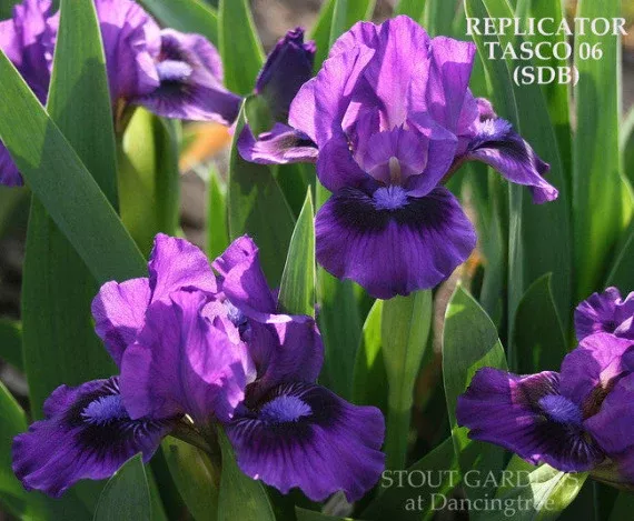 iris-replicator Iris Replicator