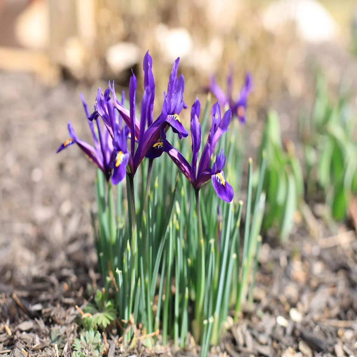 iris-reticulata-pixie-bulb-pack-15-5-6 Iris reticulata ‘Pixie’ Bulb – Pack of 15 | 5/6